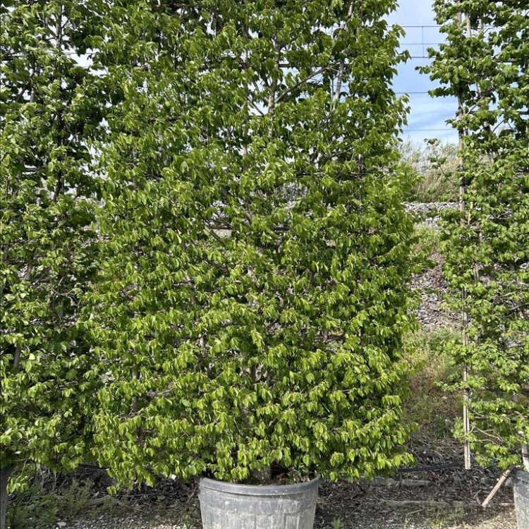Hrab obyčajný (Carpinus betulus) - výška 300-310 cm, kont. C130/180L - TVAROVANÁ STENA
